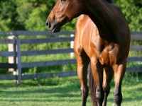 Horse Recovered From Colic