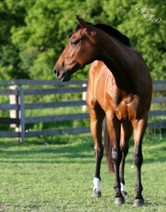 Horse Recovered From Colic