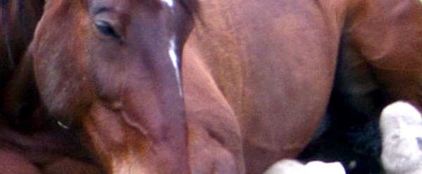 What is equine colic?