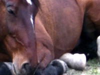 What is Equine Colic?