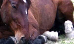 What is Equine Colic?