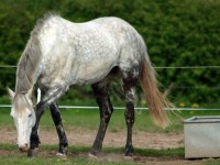 Recognizing Colic and Horses At Risk For Colic