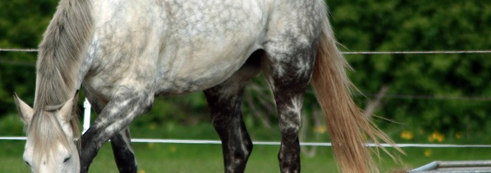 Recognizing Colic and Horses At Risk For Colic