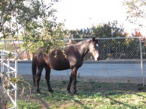 Legs: Spokes-Horse Entry