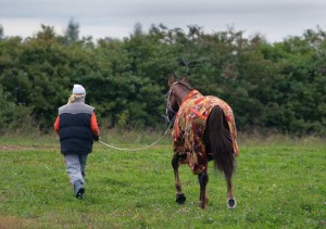 Crusade Against Equine Colic