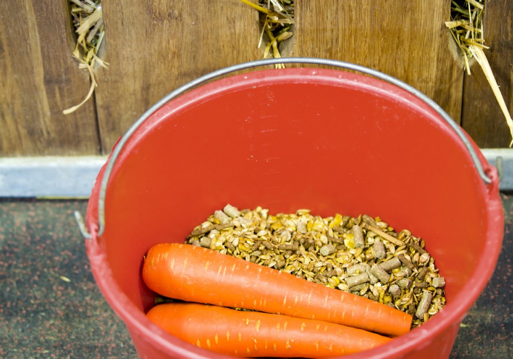 Horse Feed and Carrots