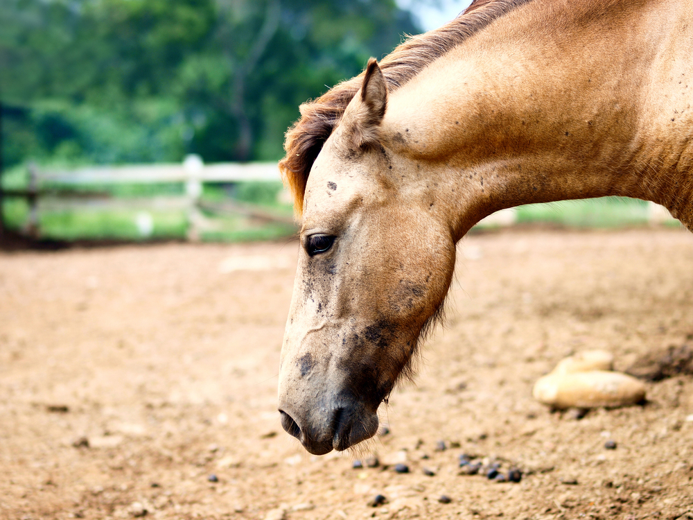 Know Your Horse's Colic Risk